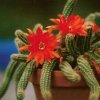 chamaecereus_silvestri_1